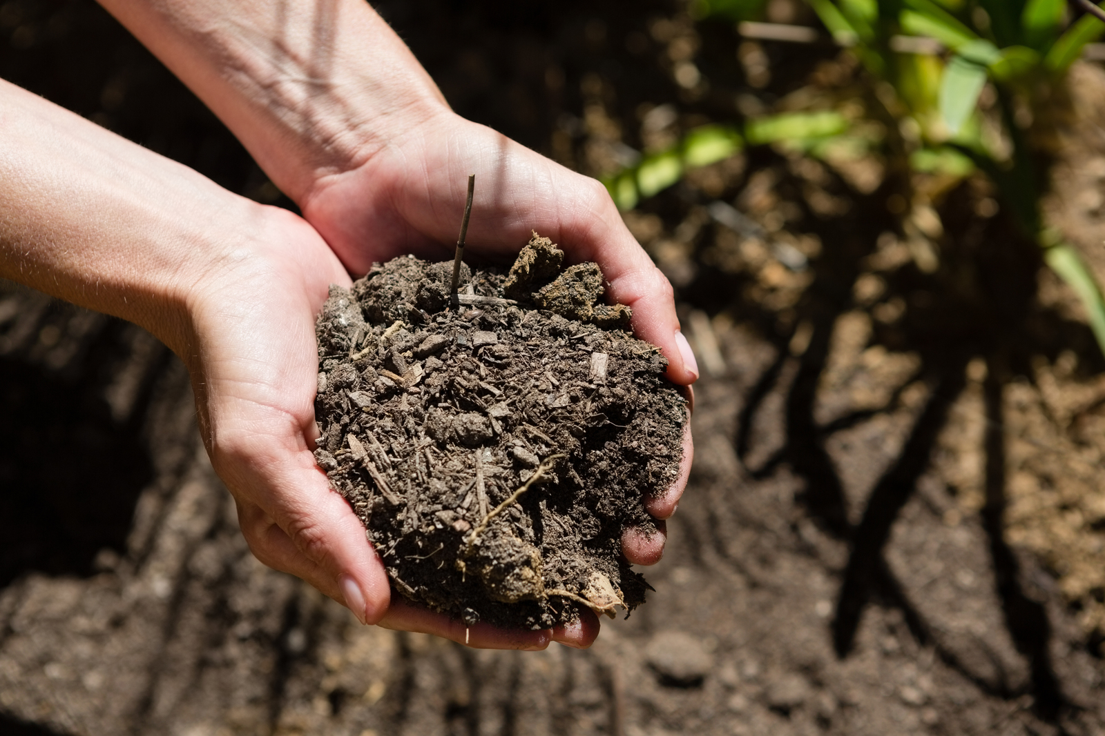 How to get free soil for your garden