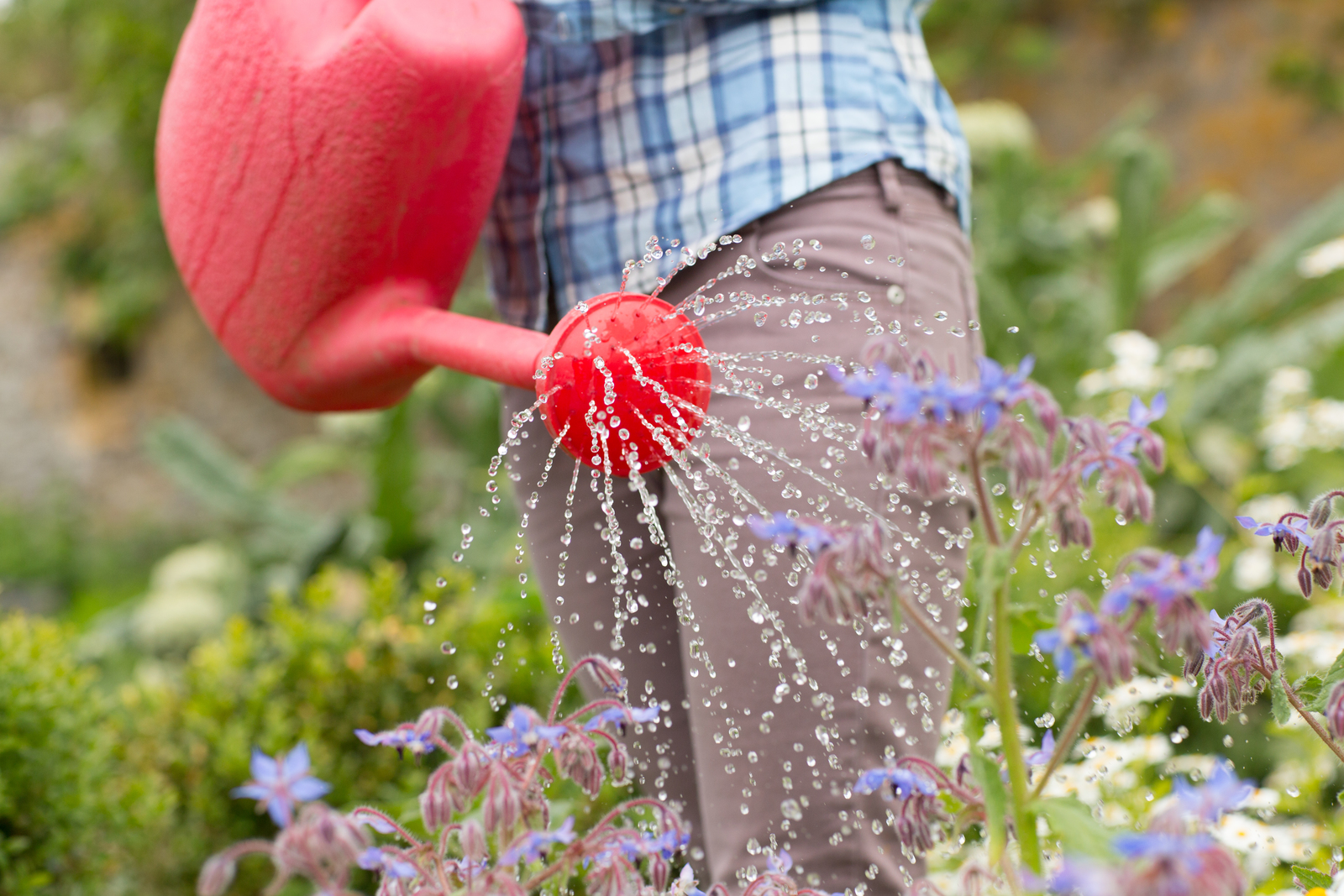 How to water your garden for free (and reduce water waste)