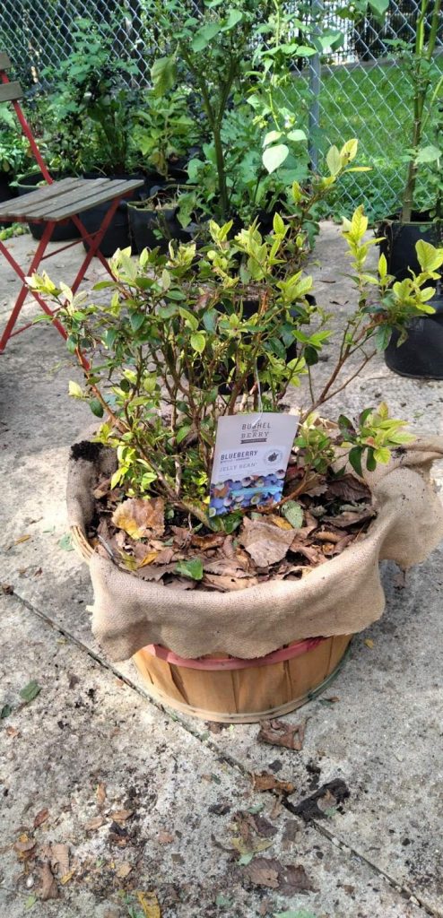 a blueberry plant in a thrifted planter lined with burlap